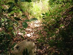 vue torrent finca paquera costa rica